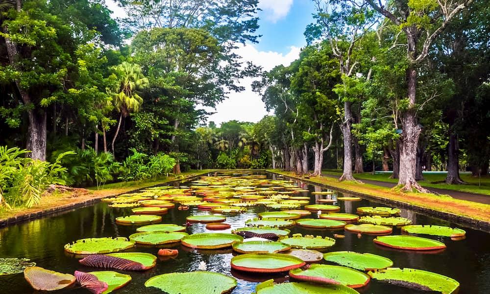 Sir Seewoosagur Ramgoolam Botanical Garden